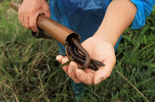 theo chan tho san luon dong