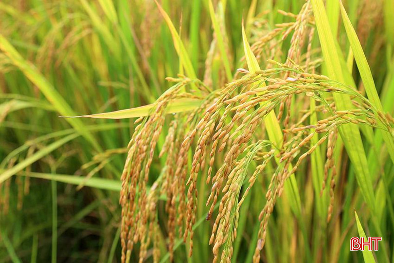 Năng suất lúa ước đạt 2,5 - 2,7 tạ/sào. ANh 1 copy.jpg