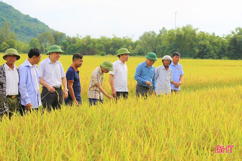 Lãnh đạo huyện Thạch Hà và người dân Đỉnh Bàn vui mừng với vụ lúa hè thu thắng lợi. Anh 2 copy.jpg