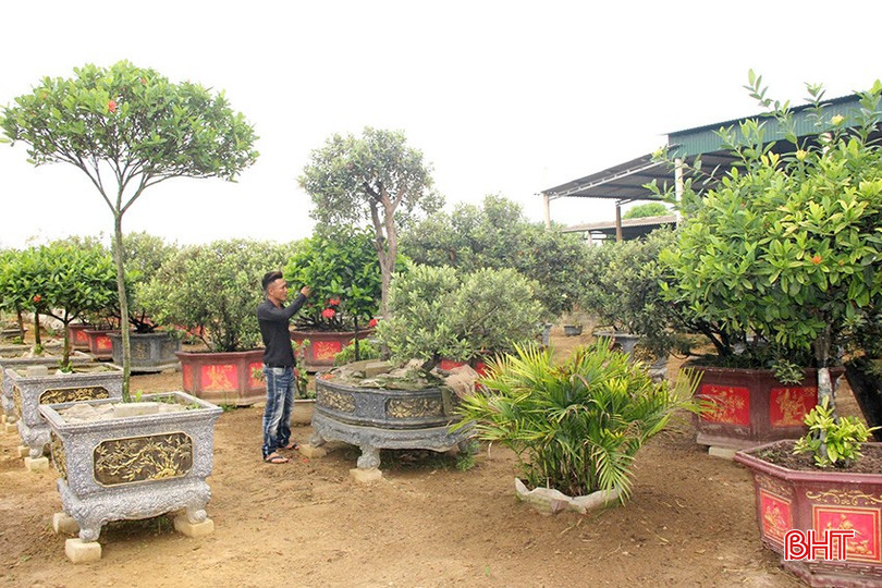 Vườn cây của anh Quang chủ yếu là cây bản địa, giá thành hợp lý, phù hợp với điều kiện thổ nhưỡng. ANh 3341 copy.jpg