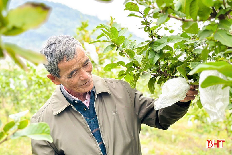 Invånarna i Thach Ha-kommunen är entusiastiska över att lära sig om den taiwanesiska guavaodlingsmodellen. bqbht_br_d.jpg