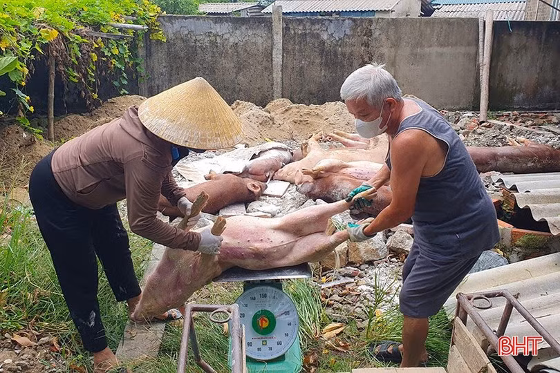Các hộ dân có gia súc tiêu hủy do dịch tả lợn châu Phi, lở mồm long móng được hỗ trợ đợt này.