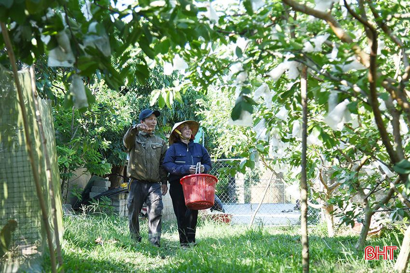 Nhiều hộ dân Nam Điền phát triển kinh tế ổn định nhờ trồng ổi lê Đài Loan. DSC_7187 copy.jpg