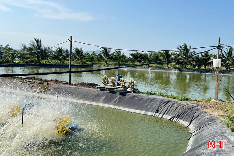 Doanh nghiệp nuôi tôm mong muốn tỉnh nghiên cứu xây dựng “bảo hiểm” nông nghiệp khi bị ảnh hưởng bởi dịch bệnh và thiên tai. bqbht_br_z7161287605767-afcc15c72a7aaa73e4bb2d1bd392f248.jpg