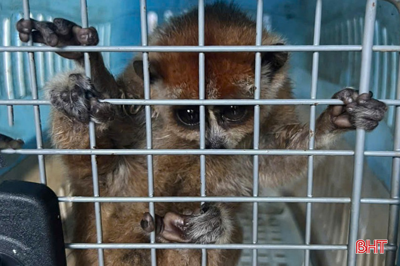 Cá thể cu li được giao nộp cho cơ quan chức năng có trọng lượng 2 kg.