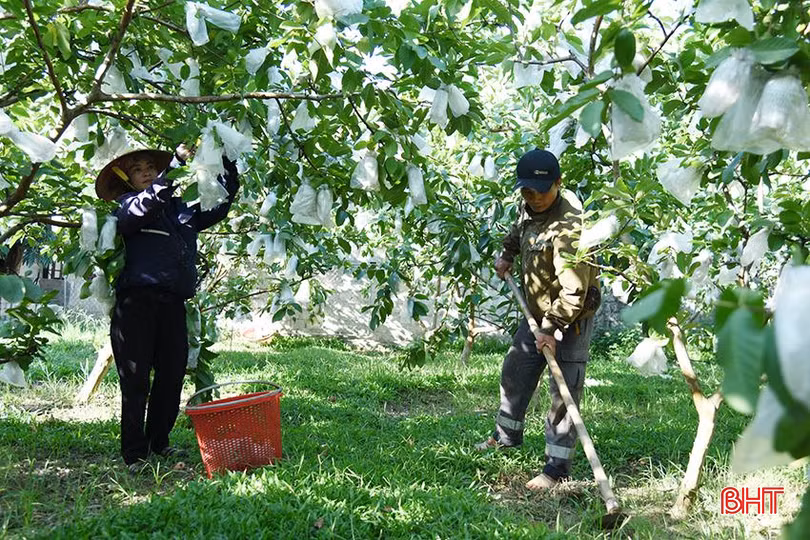 Phát huy truyền thống quê hương cách mạng, người dân Hà Tĩnh không ngừng thi đua lao động, sản xuất.