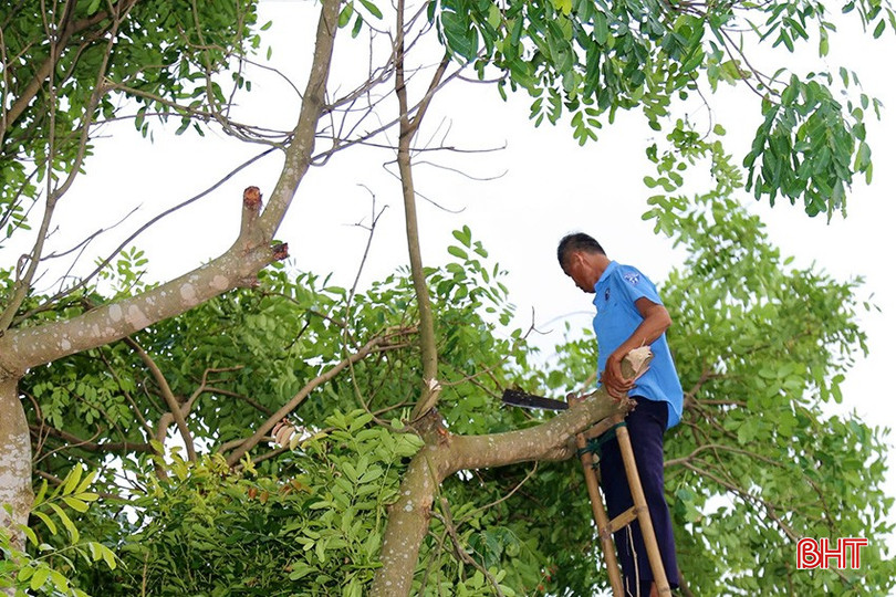 Người dân Thạch Đài phát quang cây cối. 55aafda8-e0b3-4d5c-bd44-21f073c2538d.jpeg