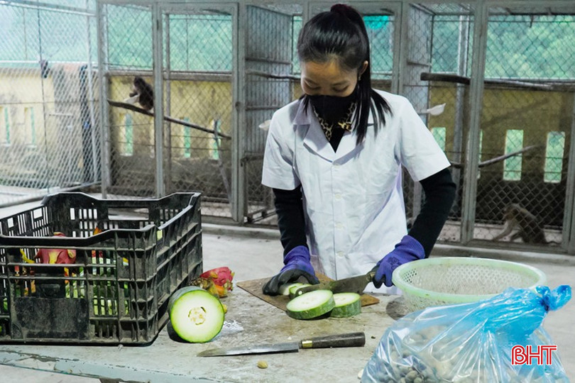 bqbht_br_chi-tran-thi-hong-da-co-mat-tu-sang-som-de-chuan-bi-bua-an-cho-cac-dong-vat-dang-duoc-cham-soc-tai-vuon-quoc-gia-vu-quang-cac-loai-cu-qua-la-ru.jpg