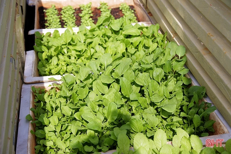 Mướt xanh vườn rau giữa biển khơi của lính hải quân