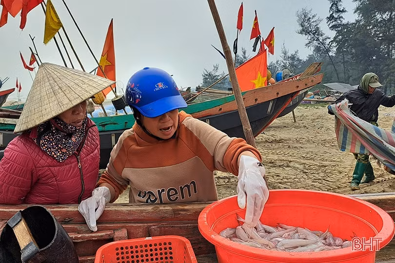 Đắt như... cá cháo ngày cuối năm ở Nghi Xuân