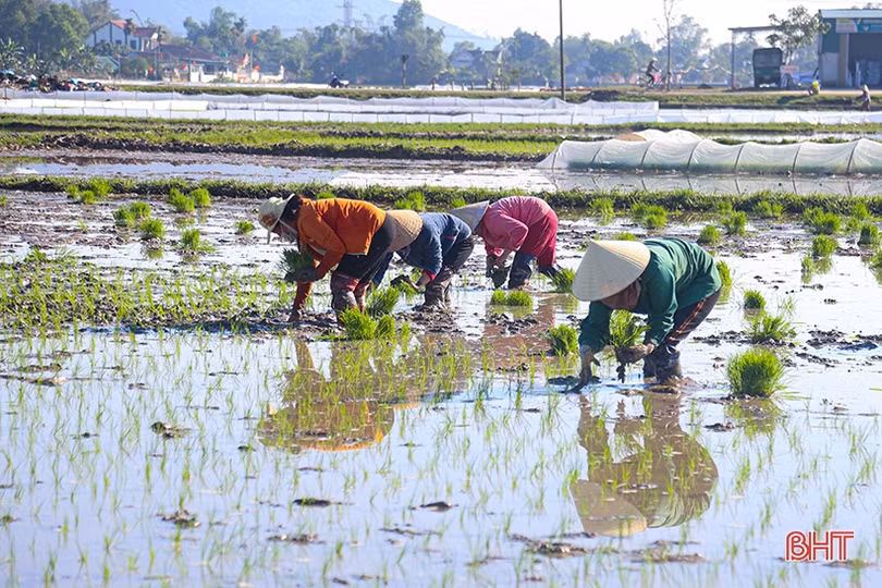 Những mầm xanh vụ mới ở Hà Tĩnh