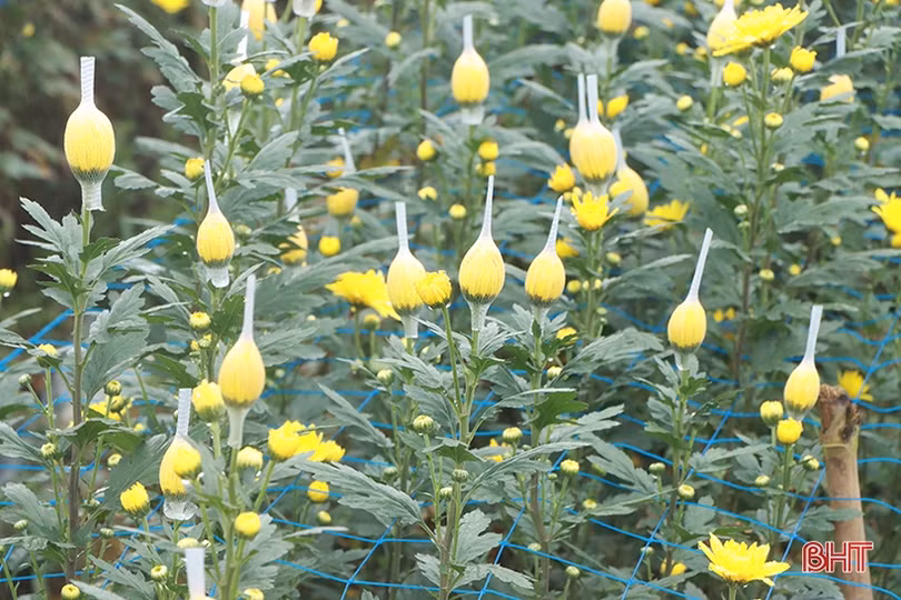 Nông dân xứ Cẩm “thắng lớn khi trồng hoa trên đất lúa