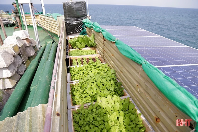 Mướt xanh vườn rau giữa biển khơi của lính hải quân