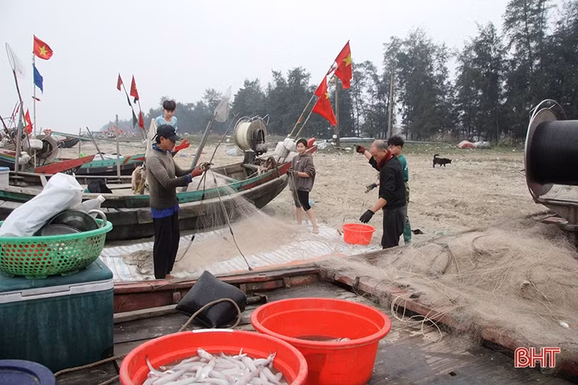 Đắt như... cá cháo ngày cuối năm ở Nghi Xuân