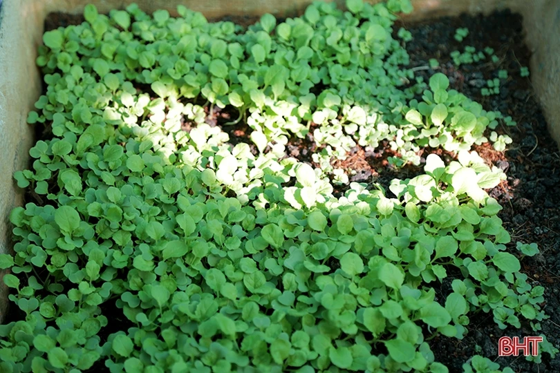 Mướt xanh vườn rau giữa biển khơi của lính hải quân