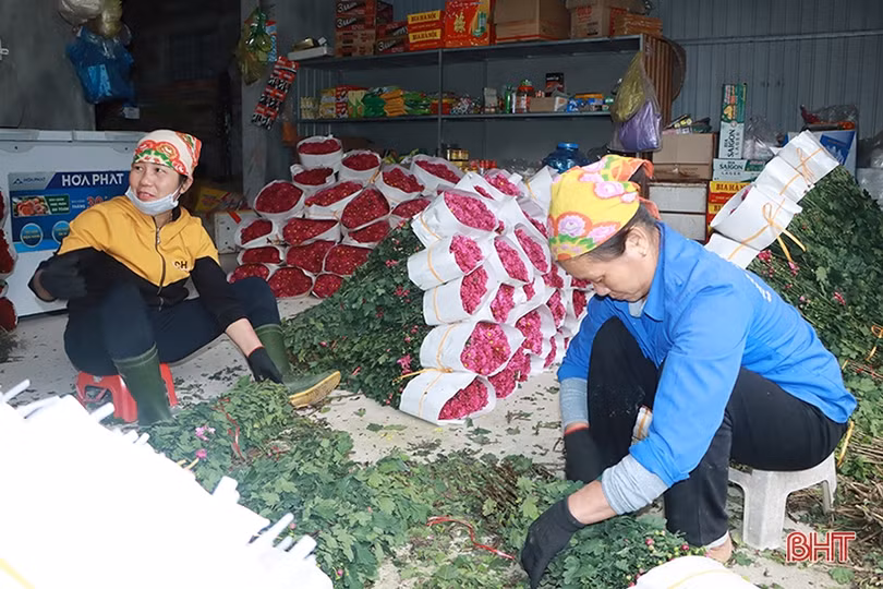 Nông dân xứ Cẩm “thắng lớn khi trồng hoa trên đất lúa