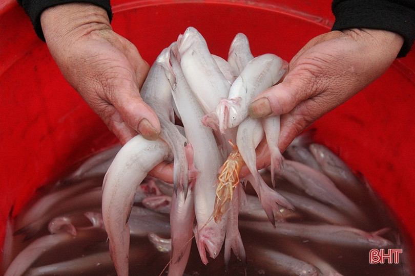 Đắt như... cá cháo ngày cuối năm ở Nghi Xuân