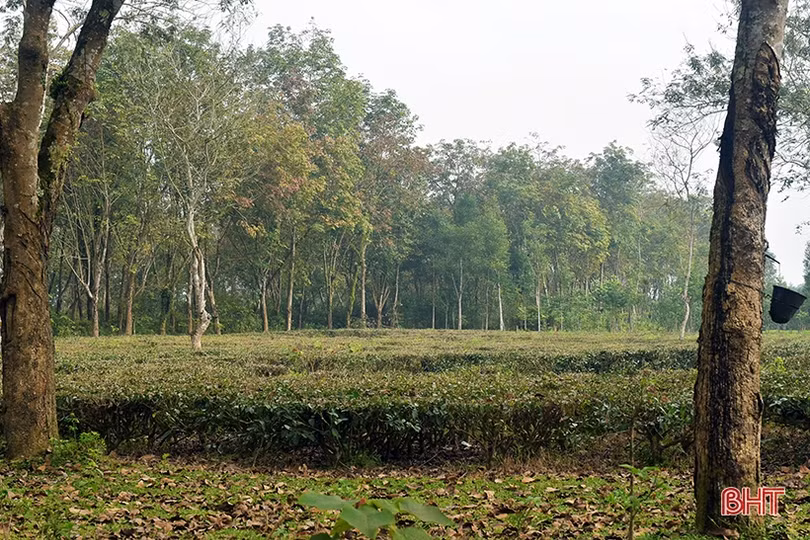 Về khu dân cư kiểu mẫu thông minh ở Hương Khê ngày đầu xuân