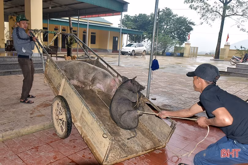 Mổ lợn, chia gạo nếp hỗ trợ bà con dân tộc Chứt đón tết