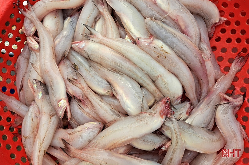 Đắt như... cá cháo ngày cuối năm ở Nghi Xuân