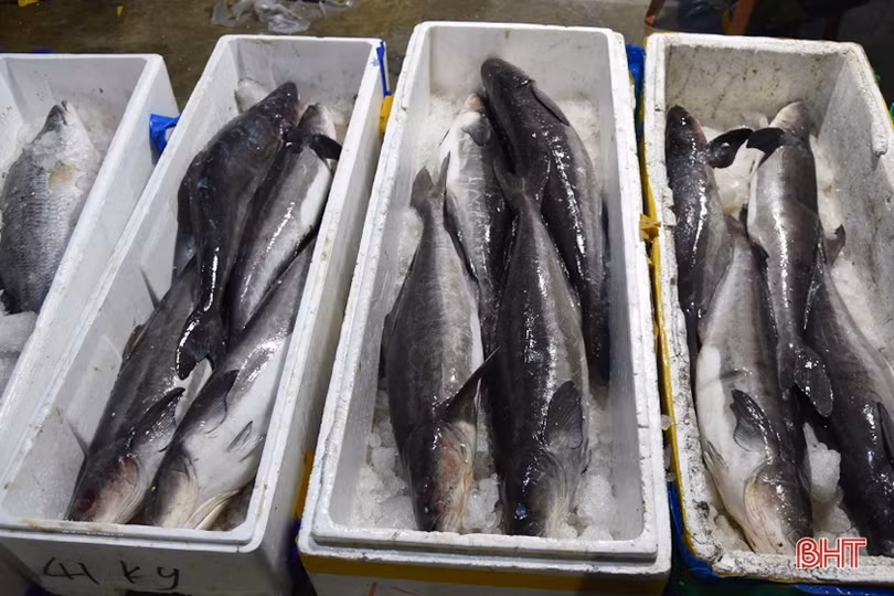 Bến cá Thạch Kim sôi động những ngày giáp tết