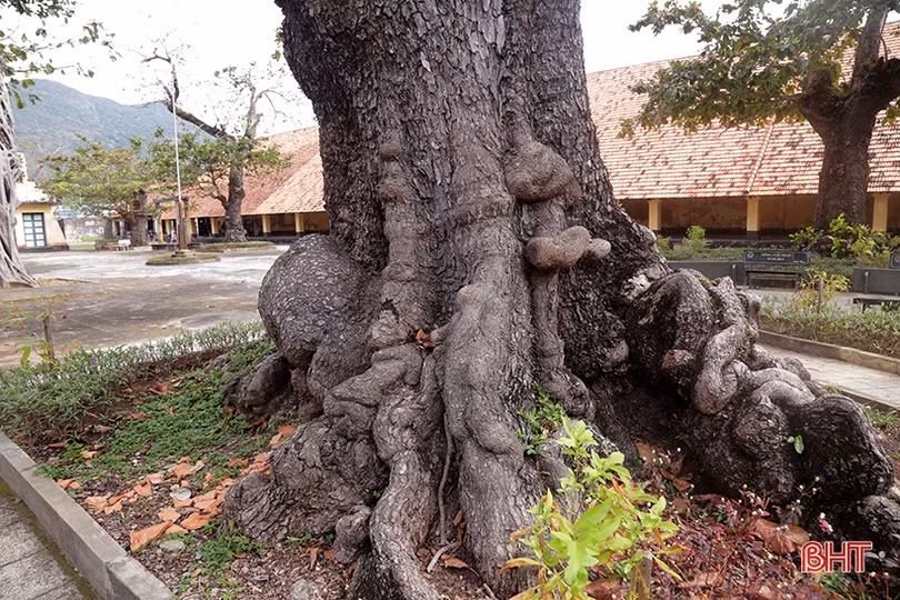 Ngắm những “cụ bàng” di sản nơi đất thiêng Côn Đảo