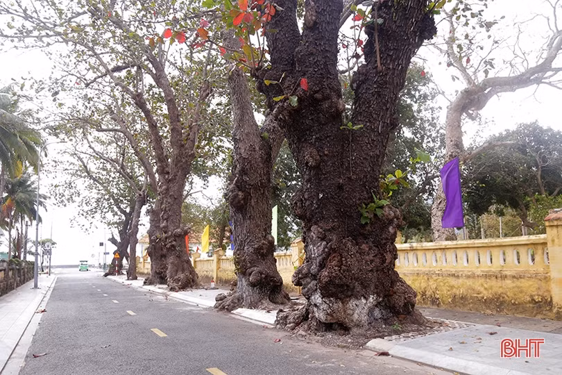 Ngắm những “cụ bàng” di sản nơi đất thiêng Côn Đảo