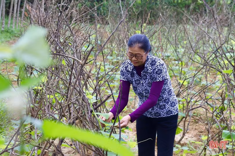 Sắc thắm Vũ Quang