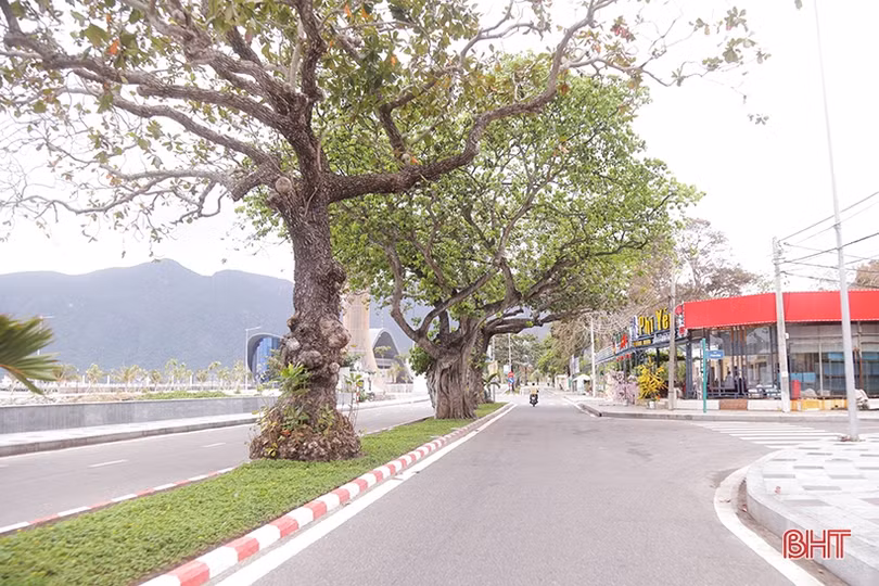 Ngắm những “cụ bàng” di sản nơi đất thiêng Côn Đảo