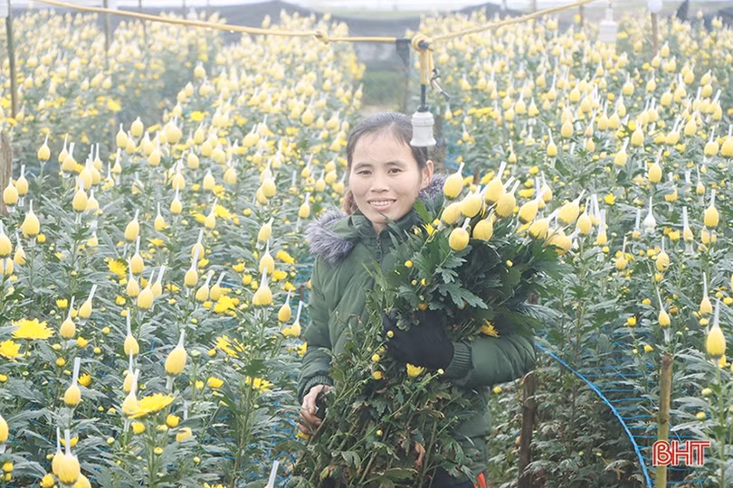 Nông dân xứ Cẩm “thắng lớn khi trồng hoa trên đất lúa