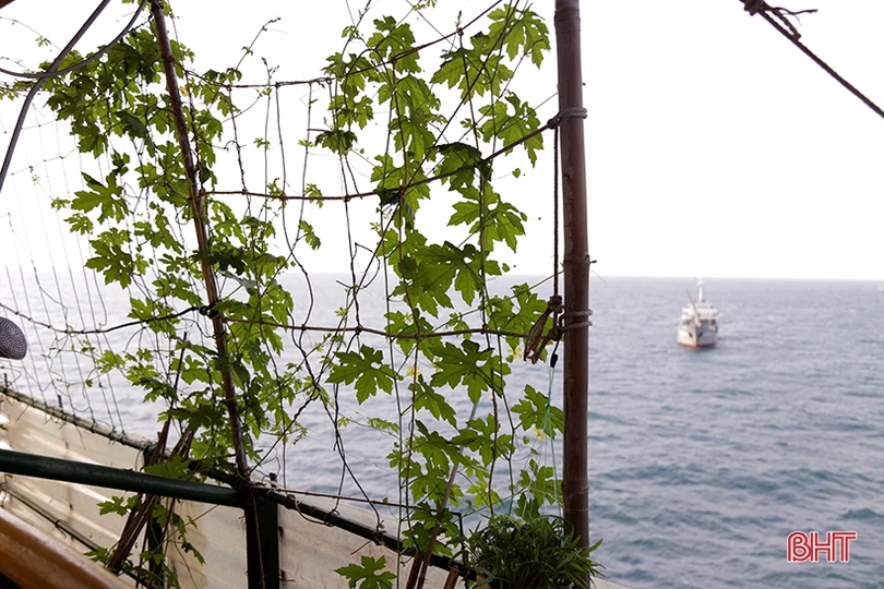 Mướt xanh vườn rau giữa biển khơi của lính hải quân