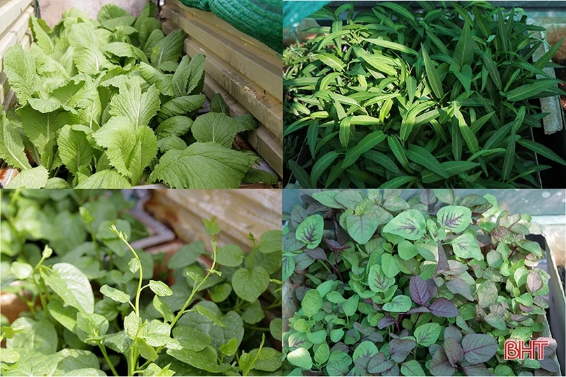 Mướt xanh vườn rau giữa biển khơi của lính hải quân