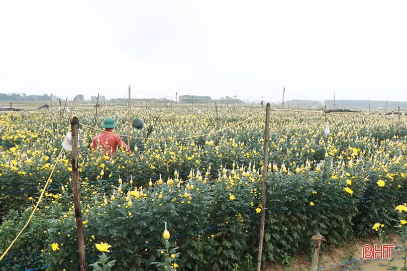 Nông dân xứ Cẩm “thắng lớn khi trồng hoa trên đất lúa