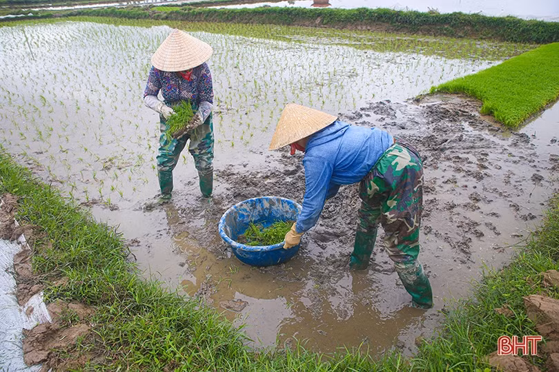 Những mầm xanh vụ mới ở Hà Tĩnh