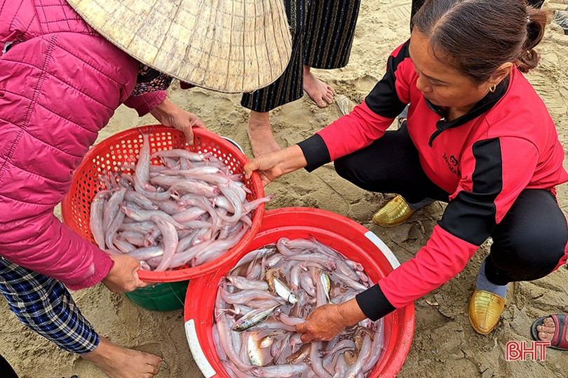 Đắt như... cá cháo ngày cuối năm ở Nghi Xuân