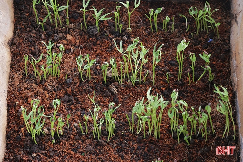 Mướt xanh vườn rau giữa biển khơi của lính hải quân