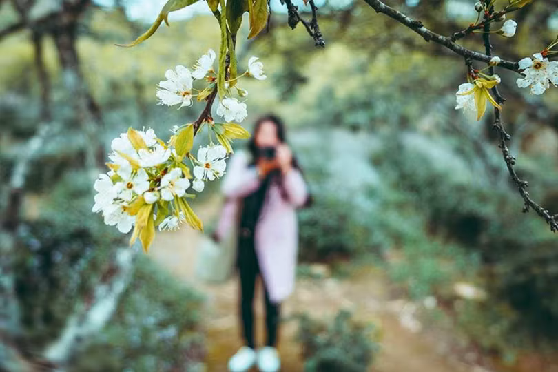 Truyện ngắn: Mùa xuân bên đồi sim