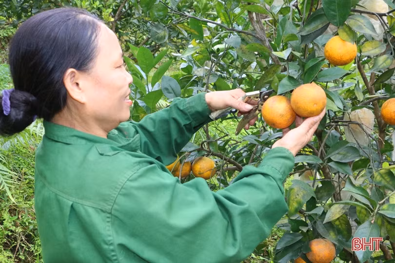 Sản phẩm nông nghiệp Hà Tĩnh đắt hàng, được giá