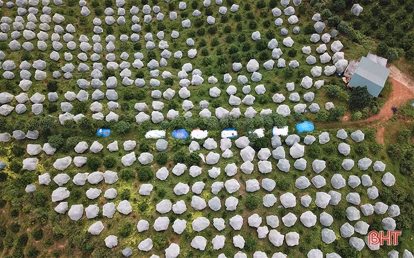 Hương Khê - miền quả ngọt!