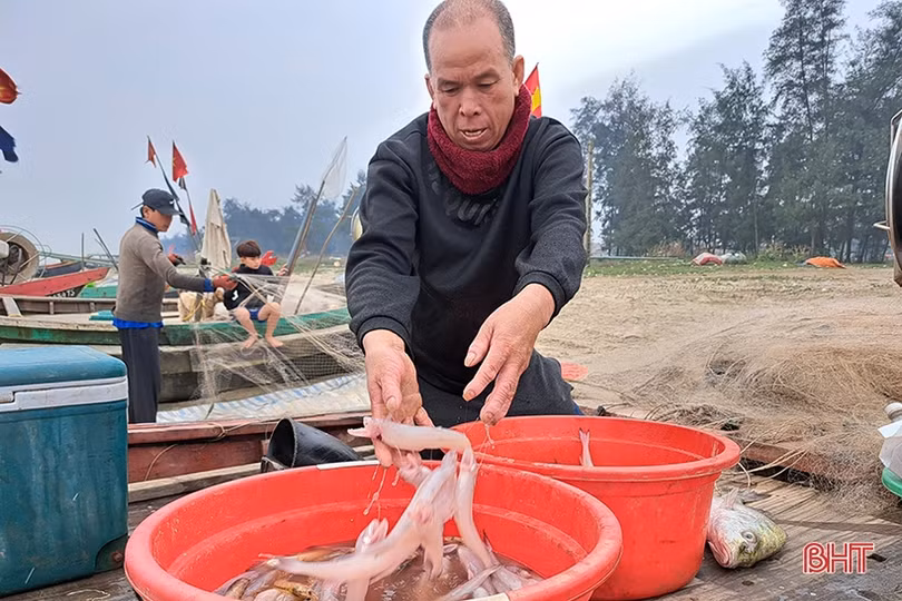 Đắt như... cá cháo ngày cuối năm ở Nghi Xuân