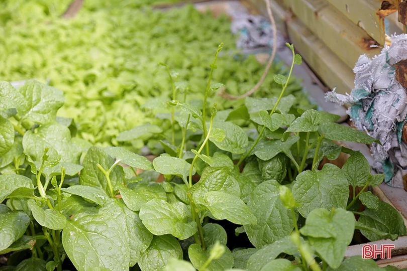 Mướt xanh vườn rau giữa biển khơi của lính hải quân