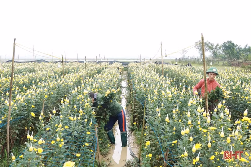 Nông dân xứ Cẩm “thắng lớn khi trồng hoa trên đất lúa