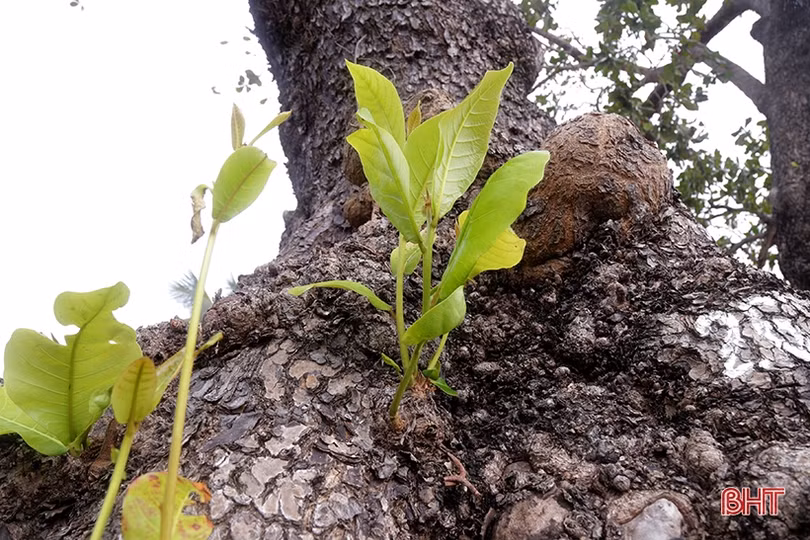 Ngắm những “cụ bàng” di sản nơi đất thiêng Côn Đảo