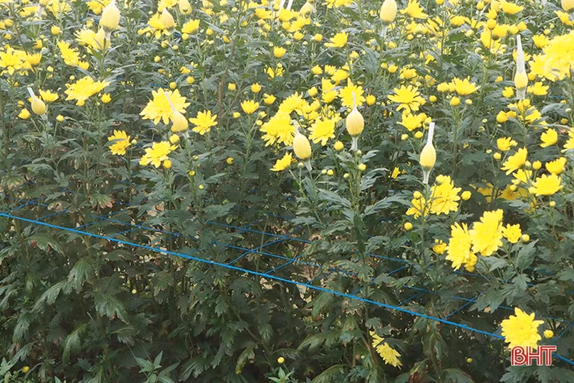 Nông dân xứ Cẩm “thắng lớn khi trồng hoa trên đất lúa