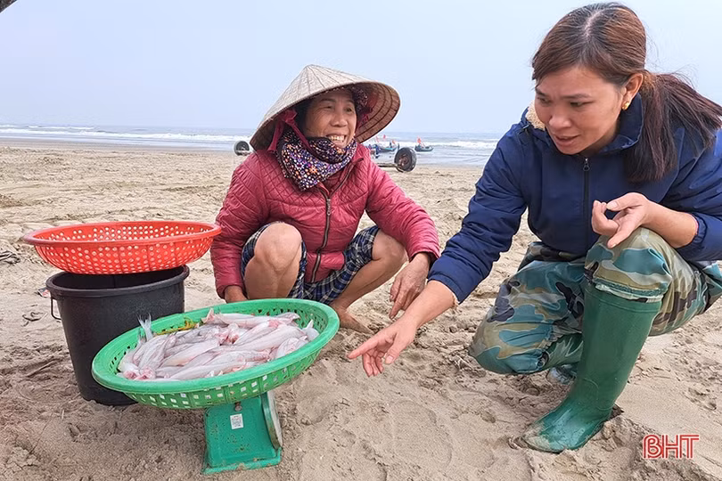 Đắt như... cá cháo ngày cuối năm ở Nghi Xuân
