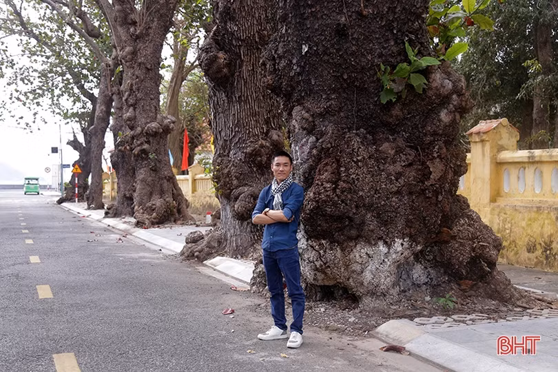 Ngắm những “cụ bàng” di sản nơi đất thiêng Côn Đảo