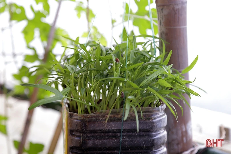 Mướt xanh vườn rau giữa biển khơi của lính hải quân