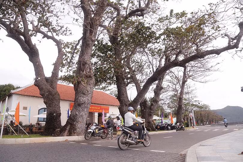 Ngắm những “cụ bàng” di sản nơi đất thiêng Côn Đảo