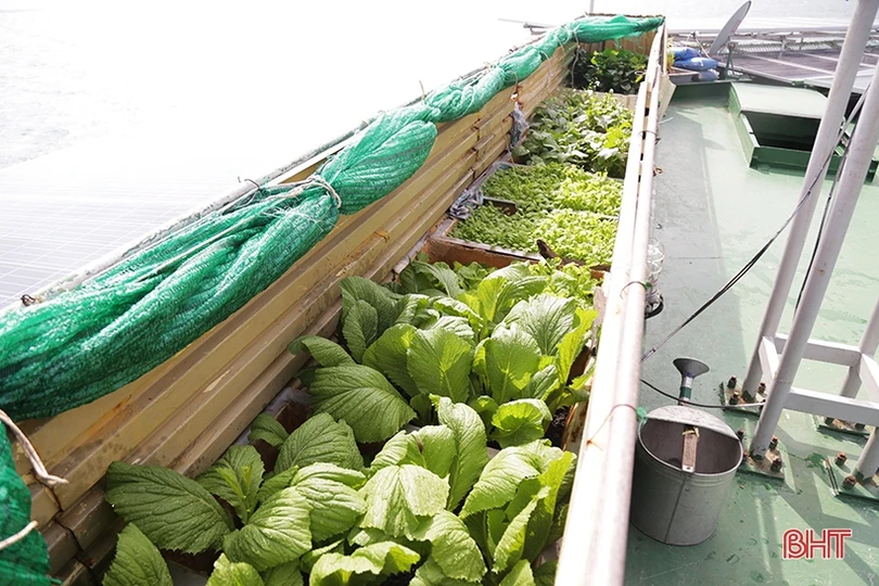 Mướt xanh vườn rau giữa biển khơi của lính hải quân