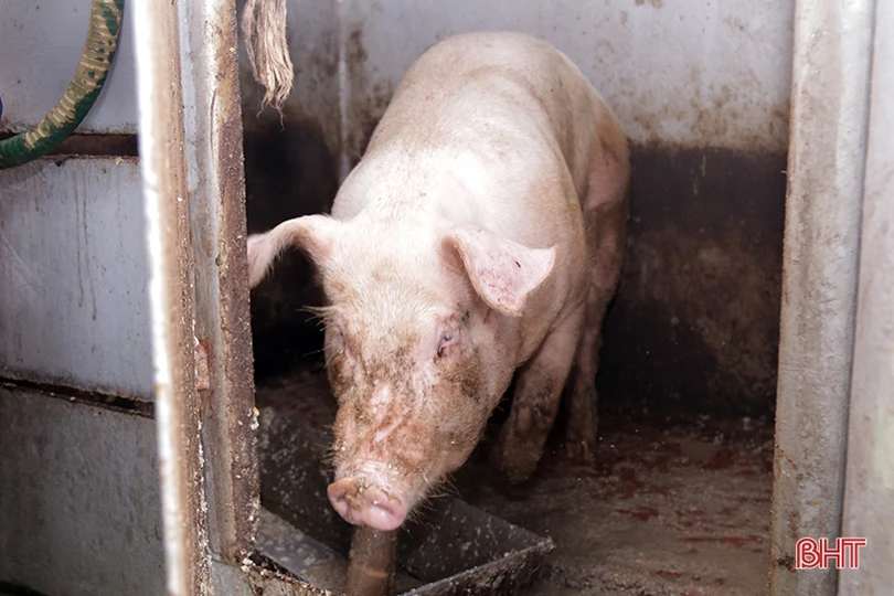 Mướt xanh vườn rau giữa biển khơi của lính hải quân